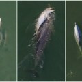 I delfini tuguju: Ženka danima nosi uginulo mladunče u vodama Australije (video)