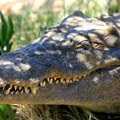 Slučaj „devičanskog rođenja“ prvi put zabeležen kod krokodila
