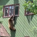 Ušao kroz prozor i pojeo šnicle Nezvani gost krenuo da pobegne, a način će vas nasmejati do suza