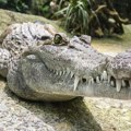 Aligator ubio ženu pa čuvao njeno telo i sprečavao spasioce da priđu