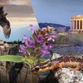 Kako je zaštita Akropolja i Meteora sačuvala grčke guštere i orlove