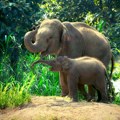 Dokazano: Azijski slonovi sahranjuju svoje mrtve