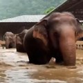 Poplave prave haos na Tajlandu: Evakuisano sto slonova, stanovnici plaču za uginulima (foto/video)