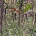 Ova estonska zagonetka je samo za one sa oštrim vidom: Na slici se nalazi tigar, da li ga možete pronaći? Vreme kreće SAD!