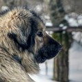 Zgazila psa u Crnoj Gori, pa kažnjena zatvorom! Evo koliko vremena će provesti iza rešetaka