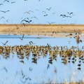 (Foto) Slano jezero kraj Novog Bečeja krije tajnu staru vekovima: Svi prolaze pored njega, a ne znaju kakvo se čudo prirode tu…