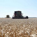 Vlada Srbije odlučila da robne rezerve otkupe 200.000 tona pšenice od ratara
