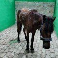 Protiv vlasnika koji je konja ostavio na vrućini biće podneta krivična prijava