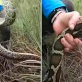 Uhvaćena majka svih zmija! Lovci nisu mogli da veruju šta neman iz močvare krije u svom gnezdu (video)