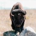 Kako su bizoni oživeli