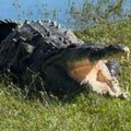 Monstrum izašao da se sunča: Zvanično najveći krokodil ponovo primećen gospodar močvare širi strah i trepet (foto/video)