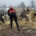 Životinje sa Krčedinske ade biće sutra prebačene na sigurno usled povećanja vodostaja Dunava /foto/