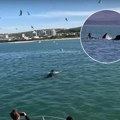 Kit ubica pojeo veliku belu ajkulu za 2 minuta: Turisti sa broda snimili okršaj predatora! Voda bila sva krvava video