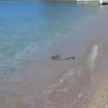 Okupala se u moru pa izašla na plažu: Srbi na odmoru u Grčkoj snimili ogromnu zmiju, čuju se vrisci (video)