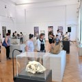 Svet pre civilizacije: Izložba fosila iz beogradskog Prirodnjačkog muzeja u Vršcu