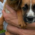 Sjajna prva polovina godine Udomljena 22 psa iz Prihvatilišta "Zoohigijene"