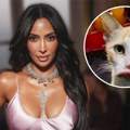 Mačka sa usnama kao Kim Kardašijan: Ignorisala upozorenje pa sada izgleda šokantno, ljudi umiru od smeha (video)