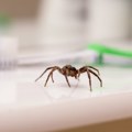 Sezona otrovnih paukova je U punom jeku Lažne crne udovice gamižu gde stignu - evo kako da sprečite da uđu u vaš dom!