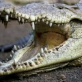 Indija razmatra puštanje krokodila na granici sa Bangladešom