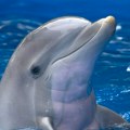 Ovaj snimak ulepšaće vam dan! Predivni prizori sa Jadrana, delfin došao među kupače i napravio šou sa loptom!