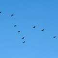 U Litvaniji sumnjivi dron bio zapravo jato ptica