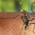 Najavljeno “suzbijanje” komaraca