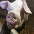 Tuga u Kragujevcu, preko 100 svinja eutanizovano zbog afričke kuge: Bolest napala farmu u Zavodu Male pčelice, na ovaj način…