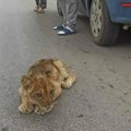 Pronađeno mladunče lava kod Subotice je u toliko lošem stanju da se ne zna da li će preživeti