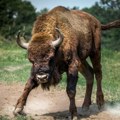 Uginuo Đuka, jedini mužjak među bizonima na Fruškoj gori