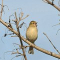 Potvrđena nova vrsta ptice u Srbiji: Raspon krila mu ide čak do metar i po