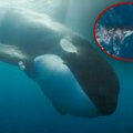 Novi snimak obračuna morskih predatora: Orka naletela kao torpedo borba na život i smrt rešena za sekund (video)