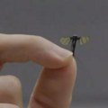 Čiji je manji: Dron veličine komarca