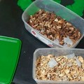 FOTO: Dvojac u Bečeju gajio psihoaktivne pečurke u dve laboratorije, a imali i drugu drogu