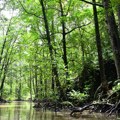 WWF: Srbija od sutra u ekološkom dugu