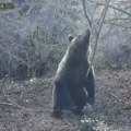 (Video): Čovek prilazi medvedu, hvata ga oko vrata i kreće da se rve sa njim, a glava mu kao 3 ljudske! Nestvaran snimak sa…