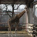 Subotica centar porodičnog turizma: Zoo vrt Palić ponosni vlasnik "Family Welcome" sertifikata