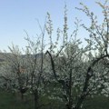 Niske temperature i kiša ne pogoduju voću u Toplici