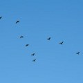 U Litvaniji sumnjivi dron bio zapravo jato ptica