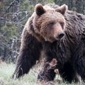 Koliko medveda živi na Tari i Goliji i šta raditi ako se nađete oči u oči sa njima? (VIDEO)