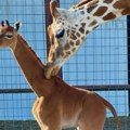 Žirafa rođena bez pega na telu – veruje se da je jedina na svetu (VIDEO)
