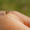 Doktorka za N1 objašnjava kada ujedi komarca mogu biti opasni po naše zdravlje