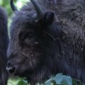 Tužne vesti sa fruške gore Uginuo bizon Đuka