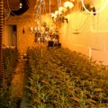 U kući napravili laboratoriju za marihuanu: Smederevska policija uhapsila trojicu muškaraca i zaplenila veću količinu droge…