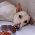 Pitali ste zašto pas neće da jede: Problem u jednom slučaju zahteva hitnu posetu veterinaru