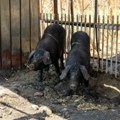 Jovanovićima iz Cerovca uručene suprasne nazimice rase Moravka: Počela podela pomoći poljoprivrednim gazdinstvima oštećenim u…