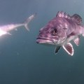 Ronilac slučajno snimio moćnog predatora, šokirao naučnike: "Nismo ga videli 20 godina"
