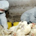 Hitno zabranjen uzgoj živine: U ovoj zemlji potvrđeno 14 žarišta ptičjeg gripa