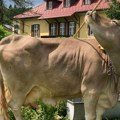 Naučnici zadivljeni umećem austrijske krave da se počeše metlom