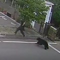 Horor u Japanu! Medved povredio četvoro ljudi u stambenom području! Zver skakala ljudima na leđa! (video)
