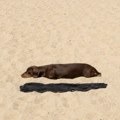 Jazavičar na plaži zaludeo svet: Dobro pogledajte, šta vidite na fotografiji?
